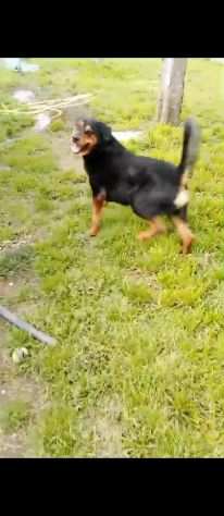 Tyson mix rottweiler giocherellone e affettuoso