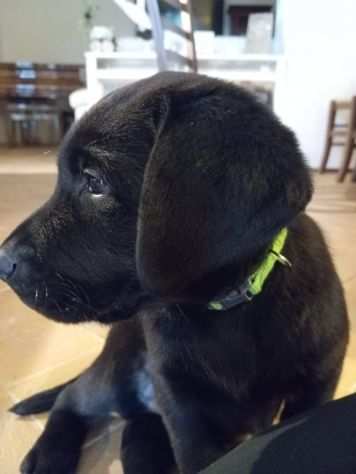 ULTIMO Cucciolo Labrador con Pedigree