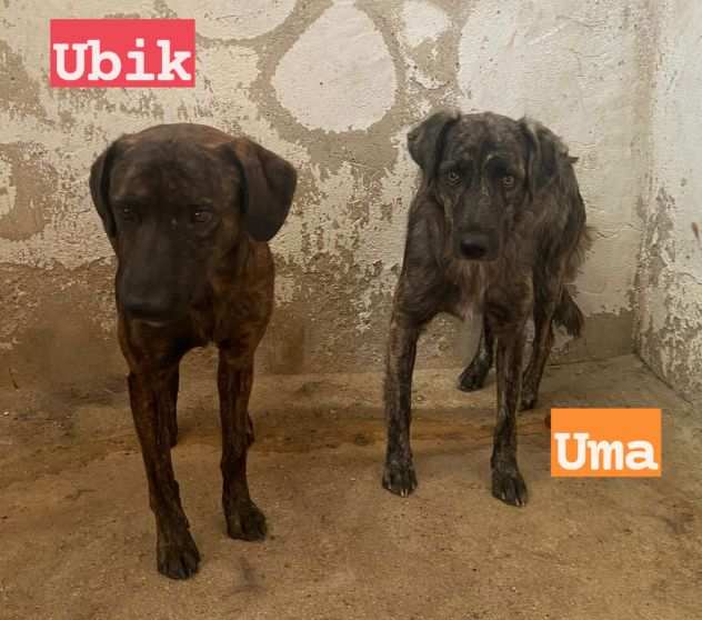 UMA(2anni) e UBIK(1anno)mamma e figlioCatturati Calabria