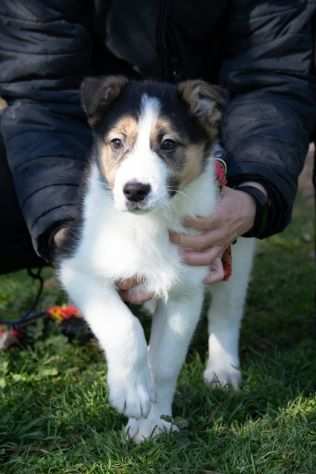 Un cucciolo di zucchero filato