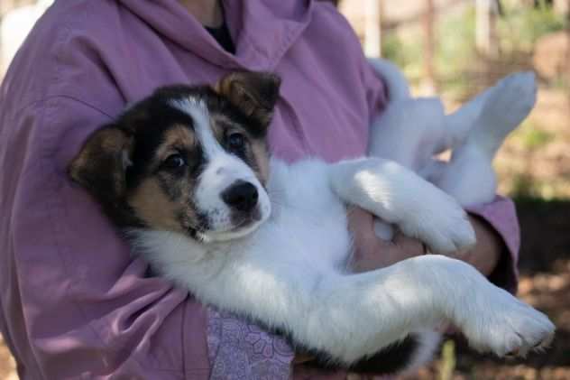 Un cucciolo di zucchero filato