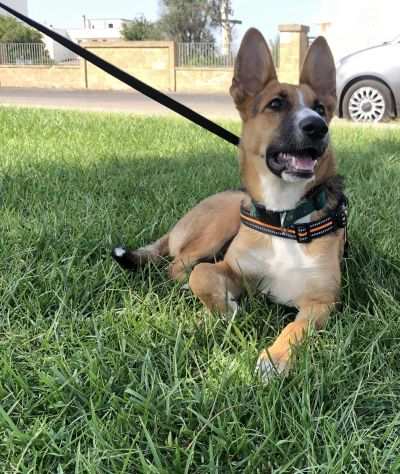 Un ottimo compagno per la vostra Cagnolina