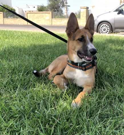 Un ottimo compagno per la vostra Cagnolina