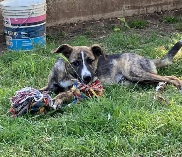 Una casa per questo cucciolo invisibile