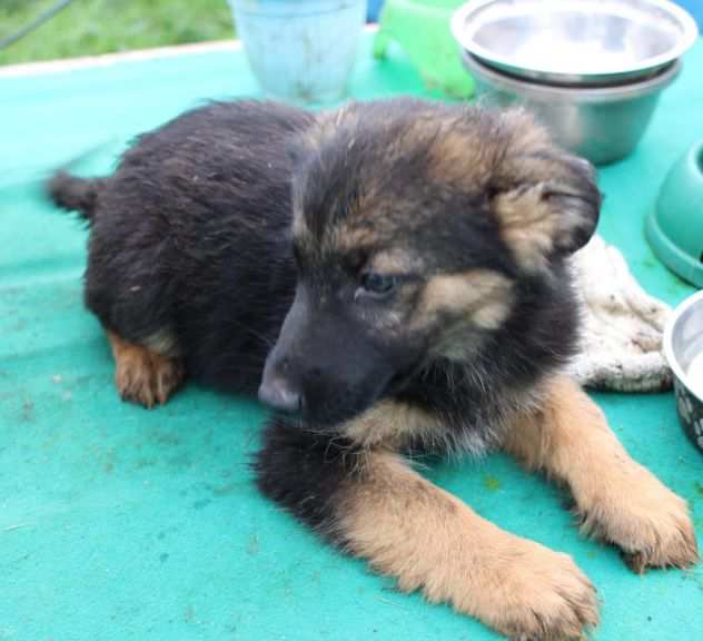 UNA MAMMA PER ROCKY