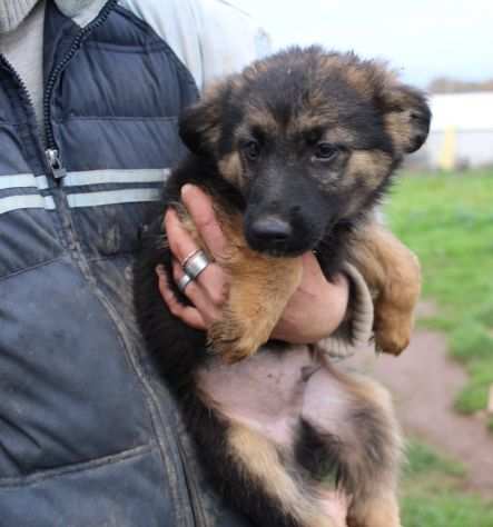 UNA MAMMA PER ROCKY