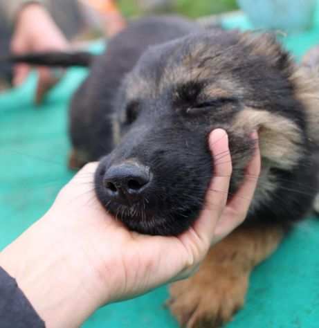 UNA MAMMA PER ROCKY