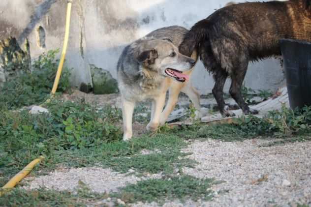 Una vecchietta di nome Belle da adottare