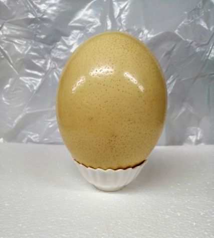 uovo di struzzo naturale