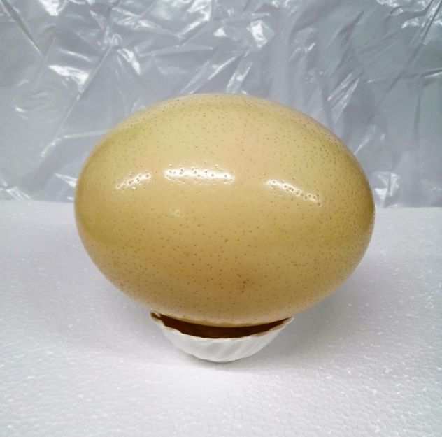 uovo di struzzo naturale