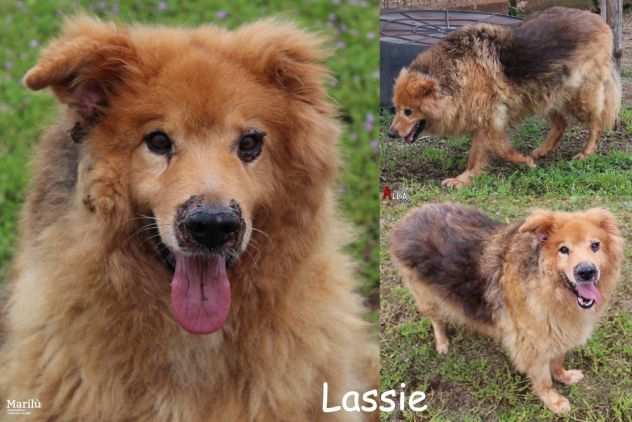 URGENTE - Lassie, ormai anziano, dolce ed affettuoso, il compagno ideale di vita