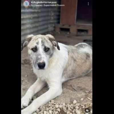 VALENTINO CUCCIOLONE IN ADOZIONE