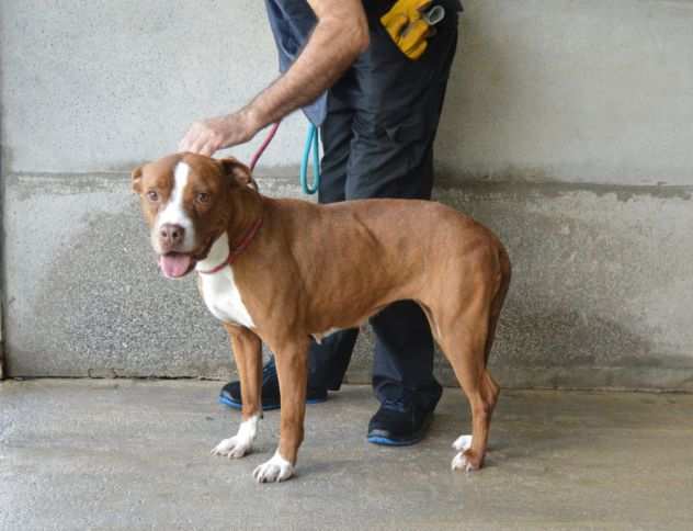 VALLERIE derivato pitt bull - taglia media - ADOZIONE