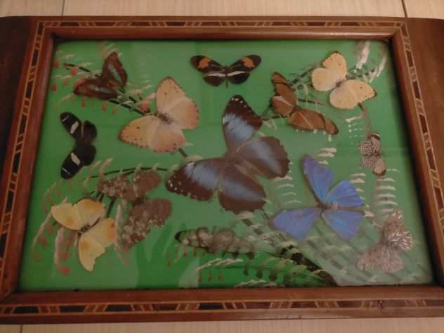 Vassoio in legno con interno farfalle vere