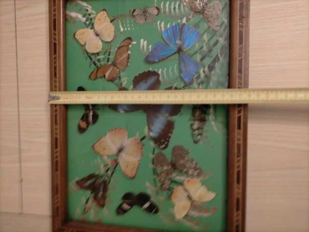 Vassoio in legno con interno farfalle vere