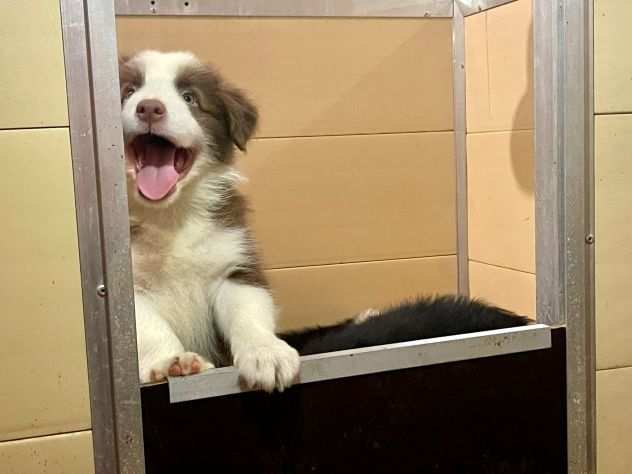 Vendesi Border collie di alta genealogia