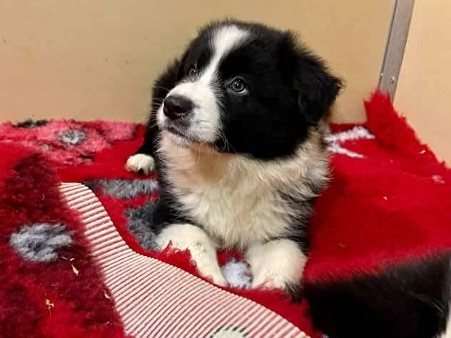 Vendesi Border collie di alta genealogia