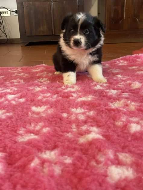 Vendesi Border collie di alta genealogia