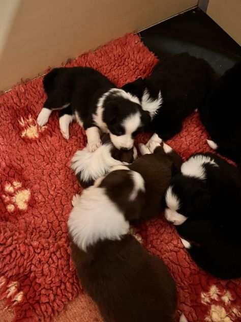 Vendesi Border collie di alta genealogia