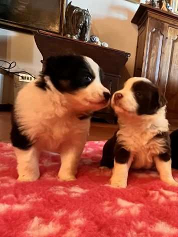 Vendesi Border collie di alta genealogia