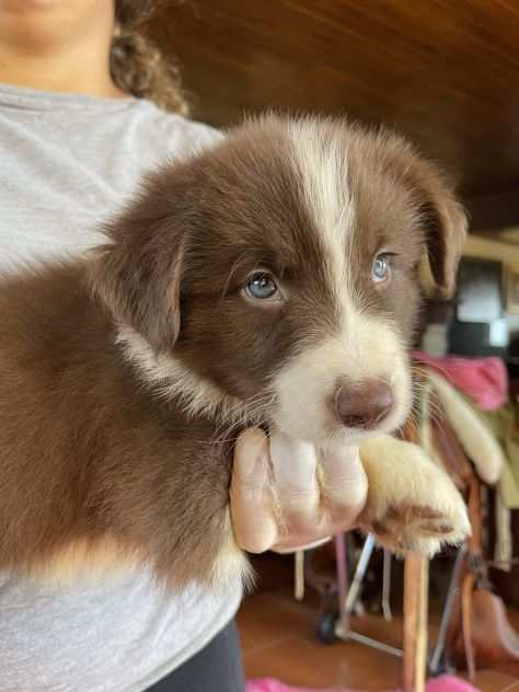 Vendesi Border collie di alta genealogia