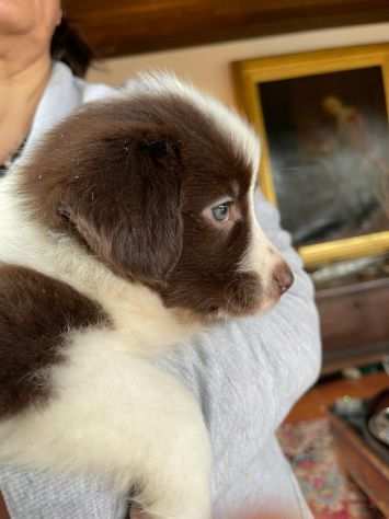 Vendesi Border collie di alta genealogia