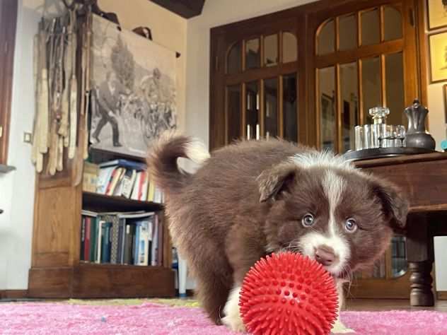 Vendesi Border collie di alta genealogia