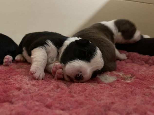 Vendesi Border collie di alta genealogia