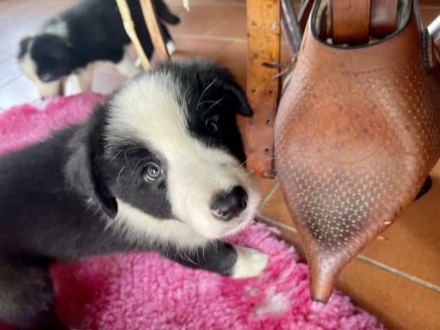 Vendesi Border collie di alta genealogia