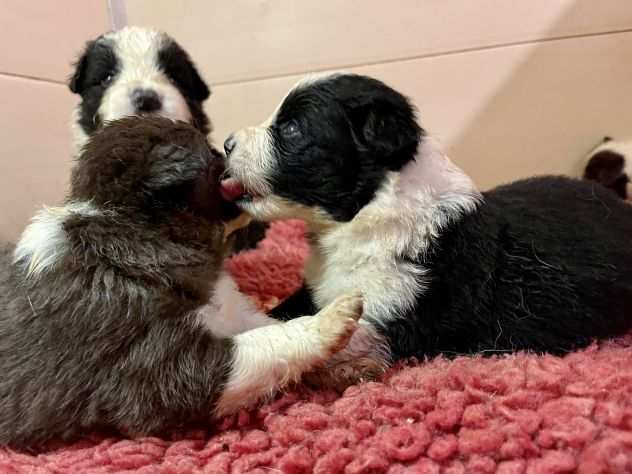 Vendesi Border collie di alta genealogia