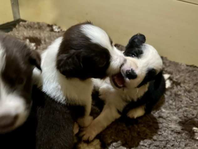 Vendesi Border collie di alta genealogia