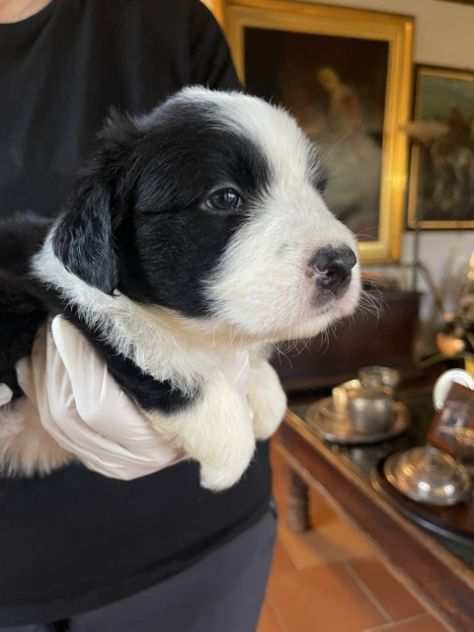 Vendesi Border collie di alta genealogia