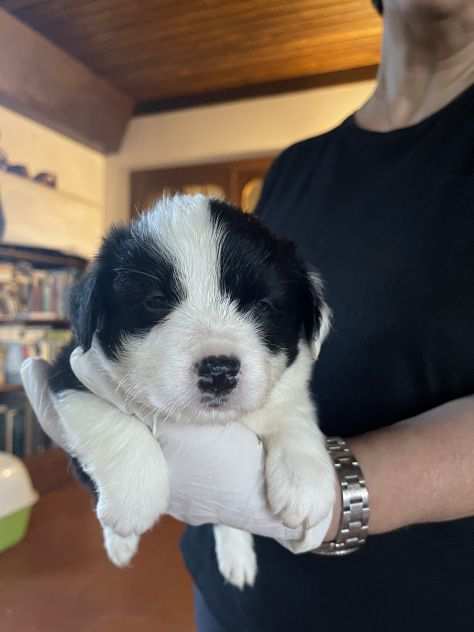 Vendesi Border collie di alta genealogia