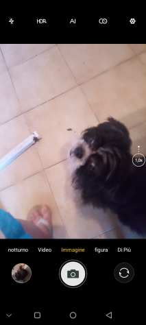 Vendesi cucciolo shih Tzu 3 mesi