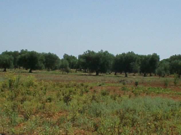 VENDESI TERRENO AGRICOLO NEL COMUNE CASARANO (LE)