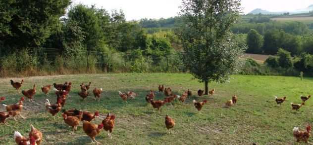 vendesi terreno agricolo per allevamento galline a terra