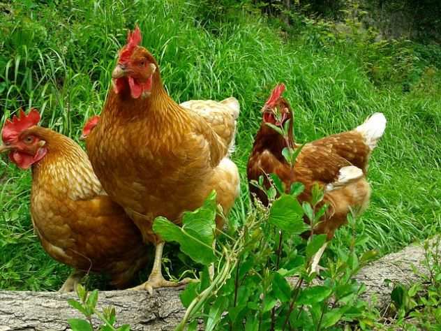 vendesi terreno agricolo per allevamento galline a terra