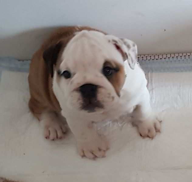 vendita cucciole bulldog inglese