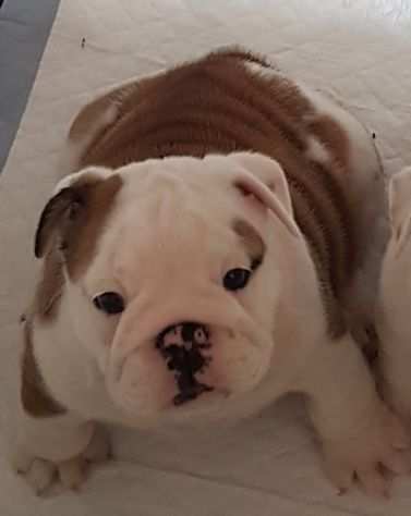 vendita cucciole bulldog inglese