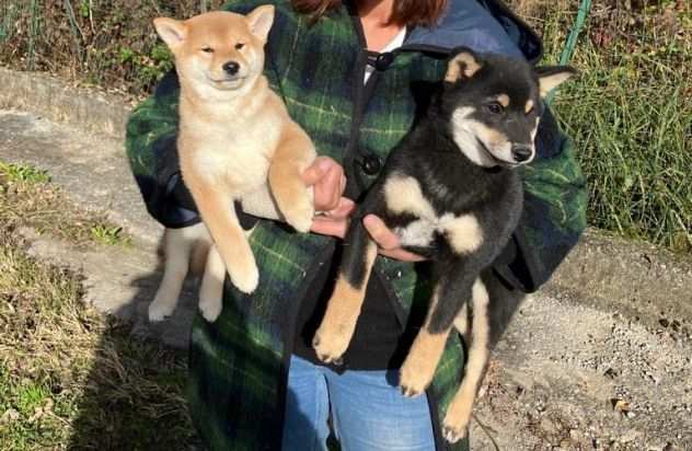 VENDITA CUCCIOLI DI SHIBA INU