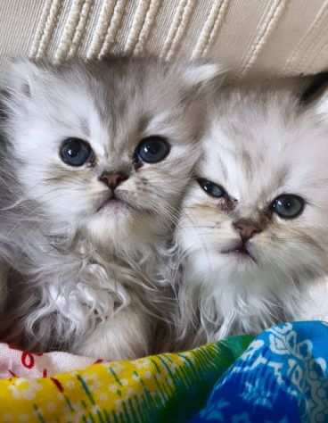 vendita gattini persiani