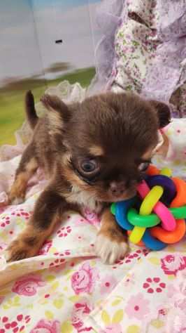 Vendo chihuahua cuccioli