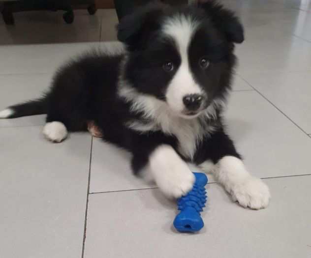 Vendo cuccioli di Border Collie