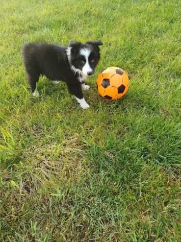 Vendo cuccioli di Border Collie