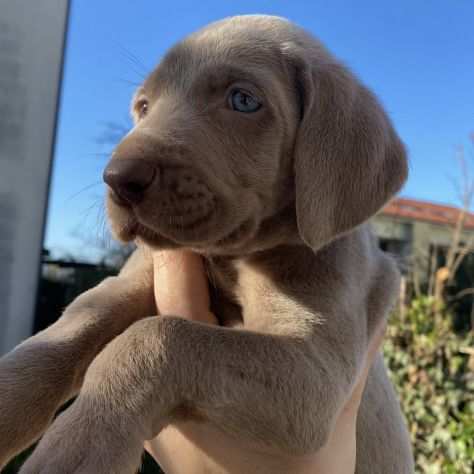 VENDO CUCCIOLI DI WEIMARANER