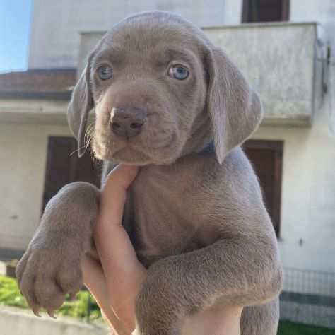 VENDO CUCCIOLI DI WEIMARANER