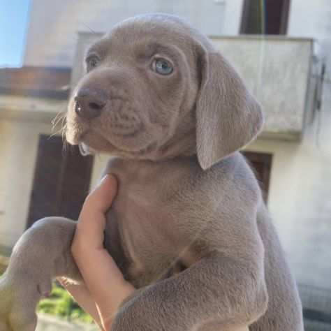 VENDO CUCCIOLI DI WEIMARANER