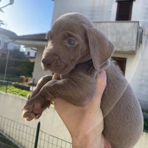 VENDO CUCCIOLI DI WEIMARANER