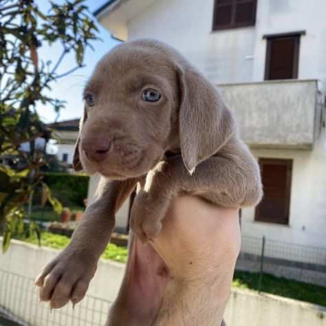 VENDO CUCCIOLI DI WEIMARANER