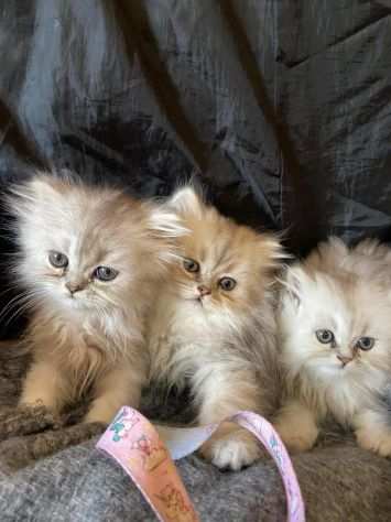 vendo gattini persiani